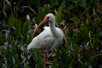 white ibis