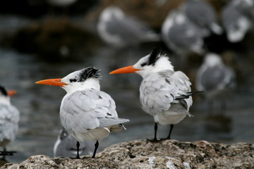 royal terns