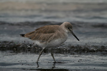 Obraz premium willet (2)