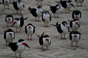 black skimmers (2)