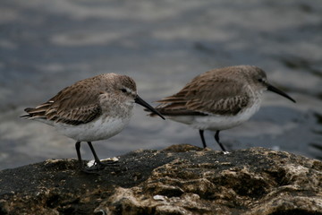 dunlin