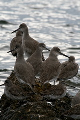 Fototapeta premium willet and short-billed dowitchers