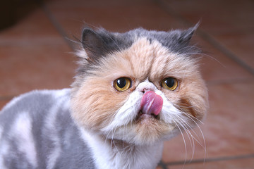Fototapeta premium gatto 1