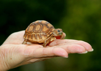 bébé tortue dans la main