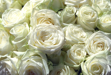 bouquet di rose bianche - 2384719