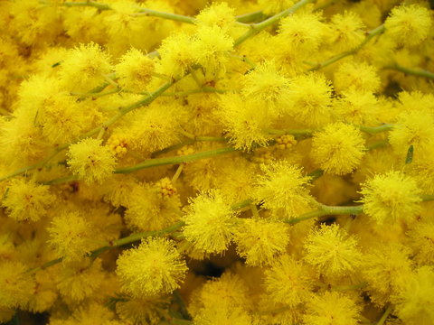 mimosa