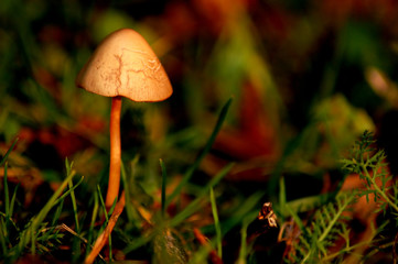 mushroom