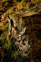 Obraz premium stump