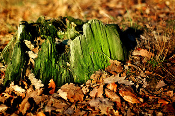wood stump