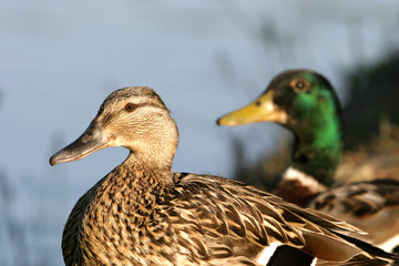 couple de canards