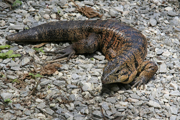 unknow lizzard