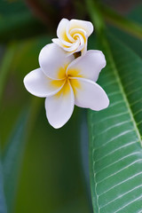 Fototapeta na wymiar frangipani tropikalnych kwiatów