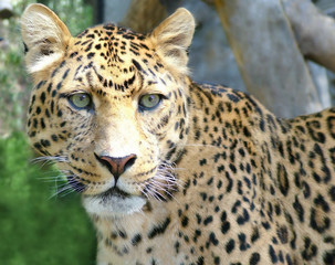 close up leopard