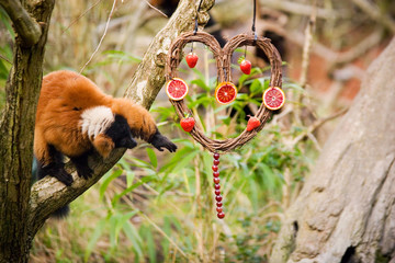 lemur