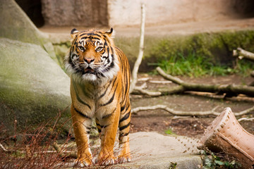 tiger