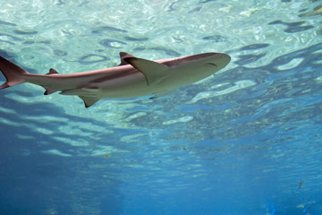 Naklejka premium surfaceshark