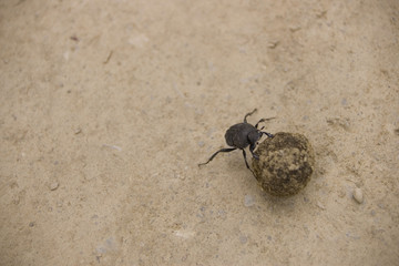 bug