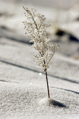 winter scenery, twig