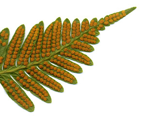 dettaglio di felce
