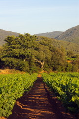 Fototapeta na wymiar paysage de vignes