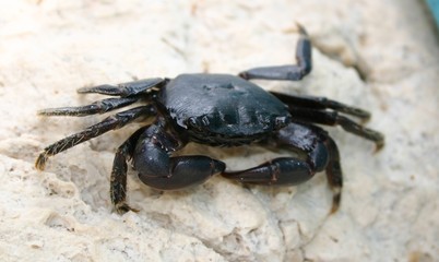 granchio nero