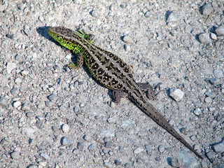 lizard