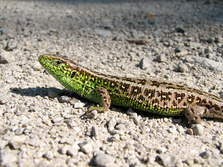 lizard