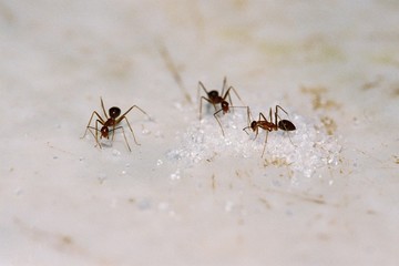 ants at work
