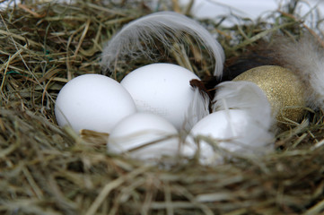 Obraz premium osterei