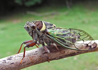 cicada (cicadetta pellosoma) - obrazy, fototapety, plakaty