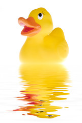the duck