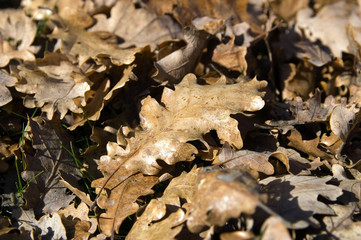 feuilles mortes 1