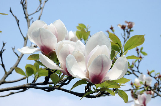 Fototapeta blume, blüte, blassom