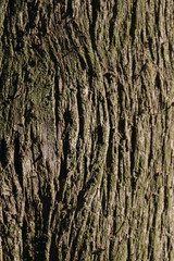bark