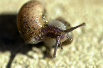 l'escargot baveux