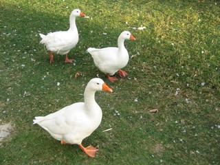les curieuses