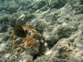 red-sea06