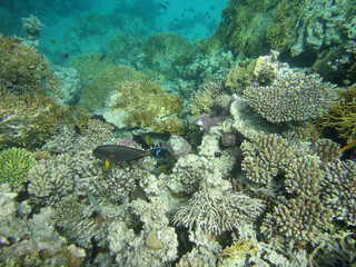 red-sea23