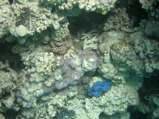 red-sea28