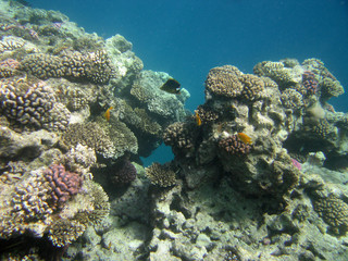 red-sea40