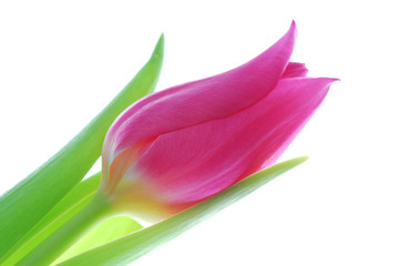 tulip
