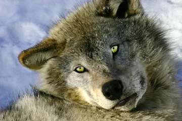 Crédence de cuisine en verre imprimé Loup resting young gray wolf
