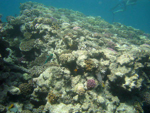 red-sea26