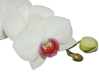 orchidée6