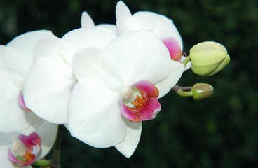 orchidée5