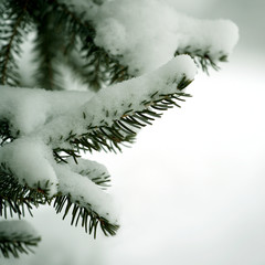 branche de sapin sous la neige #1