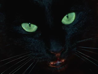 Deurstickers Panter zwarte kat