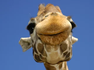 Photo sur Plexiglas Girafe plisser