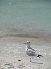 gull on the beach