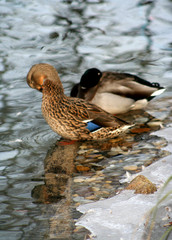 canards